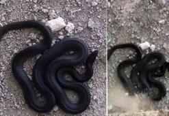 Elazığ'da görüntülenen 3 metre uzunluğundaki yılan görenleri korkuttu