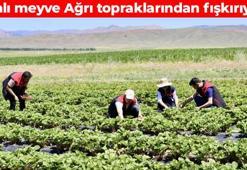 Bu topraklarda yetişmez diyenleri adeta şaşkına çevirdi! Ağrı’nın o meyvesi üretimde zirve yaptı: Avuç avuç yiyince kabızlığın kökünü kazıyor, kolesterolü terazi gibi dengeliyor, potasyum depolarını fullüyor