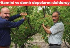 Hasadın yarısı Avrupa ülkelerine ihraç edildi! Mut'ta 'altın yıl' yaşanıyor: Kilosu 20 TL'den satılıyor, kabızlığı bitirip vücudu demire ve C vitaminine boğuyor!