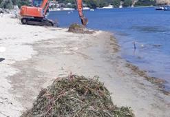 Balıkesir'de akılalmaz olay! Koruma altındaki deniz çayırları kepçeyle söküldü
