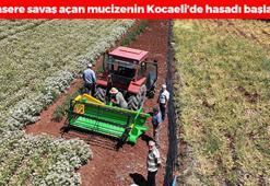 Kocaeli'de hasadı başladı! Kilosu 200 TL'den kapanın elinde kalıyor, alanlar ayıla bayıla yiyor, günde bir tutamı kabızlığa son veriyor
