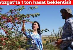 Yozgat’ta hasadı başladı! Adeta doğanın gizli hazinesi: Sindirim sistemini fişek gibi çalıştırıyor, uyku düzenini hizaya sokuyor, antibiyotik etkisiyle iltihabın kökünü kazıyor