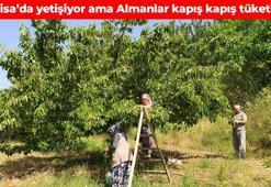 Türkiye’den dünyaya kilo kilo satılıyor! İhracatı 5’e katlıyor: Ağrıları bıçak gibi kesen doğal ağrı kesici, iltihabın kökünü kurutuyor