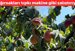 Bursa'dan tüm dünyaya yayılıyor! Kilosu 25 TL: Suyunu bardak bardak içince kabızlığın kökünü kazıyor, C vitamininde limonu solluyor