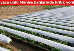 Manisa’nın bağları beyaza büründü! Hasat süresince en iyi yöntemlerle korunuyor: A, B, C vitamini ve potasyum deposu, yaz sıcaklarında vücuda enerji yüklüyor