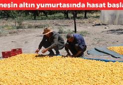'Güneşin altın yumurtası' olarak biliniyor! Türkiye'den 115 ülkeye kilo kilo satılıyor: Bağırsakları motor gibi çalıştırıp C vitamini ve demir yüklüyor!