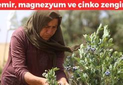 Bursa'da hasadı başladı! Kilosu 300 TL'den dünyaya satılıyor: Demir, magnezyum ve çinko depolarını fulleyip bağırsak enfeksiyonlarını yok ediyor!