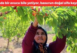 Kütahya'dan dünyaya kilo kilo satılıyor! Şifa deposu meyvenin kilosu 50 TL, günde bir avuç yiyince felç riskini azaltıyor, vitamin ve mineral depolarını fullüyor, basuru vücuttan kazıyıp atıyor