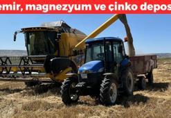 Kavurucu sıcakta hasadı başladı! Kilosu 7,25 TL olarak belirlendi: Demir, magnezyum, çinko ne ararsan onda! Kolesterolü damardan resmen silip atıyor