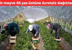 Kurak topraklarda hasadı gerçekleştirildi! 65 yaş üstü vatandaşlara hediye edilecek, diyabeti vücuttan kazıyıp atıyor, kan şekerini dengeliyor ve gözleri şahin gibi yapıyor