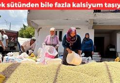 Balıkesir'de hasadı başladı! Kalsiyumda inek sütünü solluyor, demir, magnezyum çinko ne ararsan onda! 1 avuç yiyince kolesterol seviyelerini sıfırlıyor!