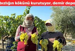 Manisa'da erkenci hasat başladı! Kilosu 35 TL: Kabızlığın kökünü kurutuyor, kolesterolü damardan silip atıyor! Dünyanın en güçlü antioksidanı, demir depolarını fullüyor