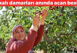 Adana'da zorlu hasat başladı, Rusya'ya kapış kapış satılıyor! Kilosu 140 TL: Suyunu bardak bardak içince damardaki kolesterolü sıfırlıyor! Tıkalı damarları yol gibi açan mucize