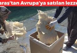 Kahramanmaraş'tan Avrupa'ya kilo kilo satılıyor! Demir eksikliğini ve kansızlığı tarihe gömüyor, kefirden bile güçlü probiyotik kaynağı!