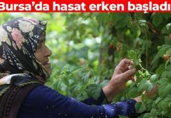 Bursa’da hasat 20 gün erken başladı! Kilosu 60 TL’den satılıyor: Vücuda C vitamini yükleyip bağışıklığı çelik gibi yapıyor
