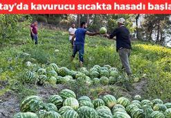 Kavurucu sıcakta hasadı başladı! Kilosu 10 TL: Kalp ve damar sağlığını koruyor, bağırsakları motor gibi çalıştırıp kabızlığın kökünü kurutuyor