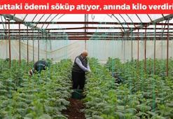 İzmir'de hasadı başladı! Yaz sebzeleri kilo kilo satılıyor, vücuttaki tüm ödemi kazıyıp atıyor, kaşık kaşık yediriyor