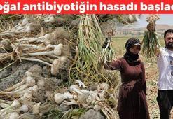 Doğal antibiyotikte hasat başladı! Kilosu 40 TL: Çayını yapıp bardak bardak içince kolesterolü damardan silip atıyor! İltihabı bitirip kemikleri beton gibi yapıyor