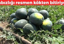 'Şeker gibi' ürünlerde hasat başladı! Kilosu 9 TL: Potasyum depolarını fulleyip tıkalı damarları açıyor! Kabızlığın da kökünü kurutuyor!
