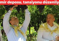 Manisa'da hasadı başladı! Avuç avuç yiyince kabızlığın kökünü kazıyıp demir depolarını fullüyor! Japonların favorisi doğal tansiyon ilacı
