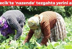 Bilecik'te 'nazende' hasadı başladı! Pazarda kilosu 100 TL: Bağırsakları makine gibi çalıştırıp C vitamini yüklüyor! Kolesterol düşmanı, kemikleri betona çeviriyor