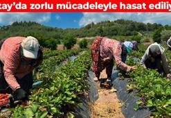 Hatay’da zorlu mevsim koşullarında çetin mücadele devam ediyor! Ruslar ve Romanyalılar kapış kapış alıyor: Vücuttaki sistemleri tıkır tıkır çalıştırıyor
