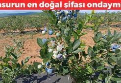 Kurak araziden şifa fışkırdı! Dünyaya Türkiye'den yayılıyor, 3 yıldır köyün geçim kaynağı! Demir ve çinko zengini, basura da iyi geliyor