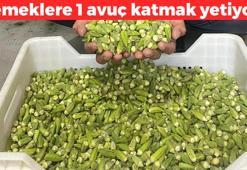 Aydın'da hasadı başladı! Kilosu 50 TL: Folat, demir ve C vitamini zengini! Kolesterolü düşüren liflerle dolu, yemeklere avuç avuç atın