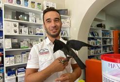 Kedinin ağzından aldıkları karga dostları oldu! Haraç bile kesiyor