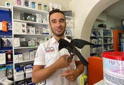 Kurtardıkları karga ile yürek ısıtan dostluk