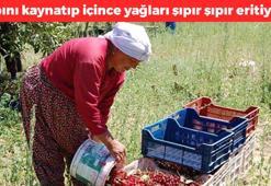 Kurak topraklarda hasat ediliyor! Potasyum zengini, basurun kökünü kurutuyor, kas kaybının azalmasını engelliyor, sapını sakın atmayın