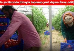 Isparta’da hasat başladı! Avrupa ve Arap ülkeleri kapış kapış alıyor: Bağışıklığı çelik gibi güçlendiriyor, kalbi tıkır tıkır çalıştırıyor