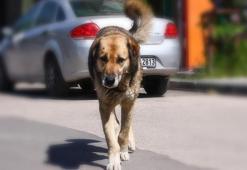 Başıboş sokak köpeklerine ilişkin teklif TBMM Başkanlığı'na sunuldu