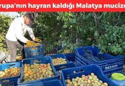 Malatya'dan 20 ülkeye satılıyor! Halk arasında 'mişmiş' olarak biliniyor: Suyunu bardak bardak içince bağırsakları motor gibi çalıştırıp vücudu C vitamini ve demire boğuyor