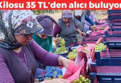 Manisa'da hasadı başladı! Kilosu 35 TL'den satılıyor: Kolesterolü damardan kazıyıp kabızlığı tarihe gömüyor! Dünyanın en güçlü antioksidanı