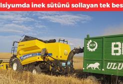 Yozgat'ta hasadı başladı! Kalsiyum oranı inek sütünü 10'a katlıyor! 1 avucu kolesterolü damardan silip atıyor, demir, çinko ve magnezyum depolarını fullüyor