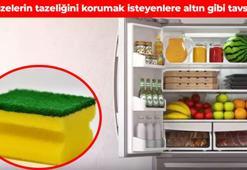 Her hafta pazar alışverişi yapmaya son! Buzdolabındaki sebzeler uzun süre taze kalacak: Ortamdaki nemi anında emiyor