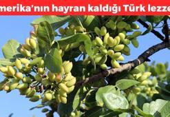 Gaziantep'in yeşil altını! Amerikalılar kapış kapış alıyor: Proteinde kırmızı eti 20'ye katlayıp kalp damarlarını açıyor