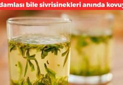 Sivrisinekler nasıl kovulur? Sivrisinek kovan bitkiler nelerdir? Sivrisinekleri doğal olarak uzaklaştıran bitkiler