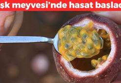 Mersin'de hasadı başladı! 'Aşk meyvesi' olarak biliniyor: Kilosu 100 TL, C vitamininde limonu solluyor, mışıl mışıl uyumanın sırrı da ondaymış!