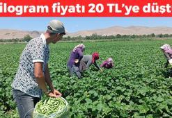 Kilosu 20 TL'ye düştü! Afyonkarahisar'da hasadı devam ediyor: Bağırsakları çalıştırıp C vitamini yüklüyor! Kemikleri betona çeviriyor