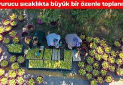 Aydın’da hasat erken başladı! Halk arasında sarı lop olarak da biliniyor: Avuç avuç yiyince kemikleri beton gibi yapıyor