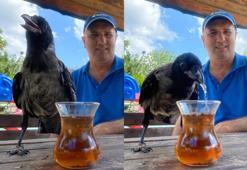 3.5 aydır beslediği Şakir isimli kargayı Rize çayına alıştırdı