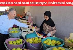 Kilosu 25 TL'ye düştü! Kansere karşı koruyor, bağırsakları harıl harıl çalıştırıyor, kolesterol seviyelerini yere çakıp, sindirimi hızlandırıyor