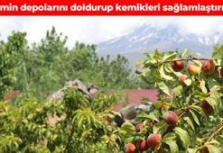 Ağrı Dağı eteklerinde hasat başladı! Volkanik toprakta yetişince tadı bir başka oluyor: Avuç avuç yiyince vitamin depolarını dolduruyor