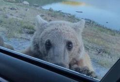 Nemrut Krater Gölü’nü ziyarete gittiler saldırıya uğradılar! Korku dolu anlar vatandaşın kamerasına an be an yansıdı