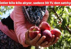 Türkiye'den dünyaya satılıyor! Kilosu 30 TL, E vitamini deposu, kaşık kaşık yiyince ömrü uzatıyor, Ruslar kilo kilo alıyor, avuç avuç yiyince kemikleri beton gibi yapıyor