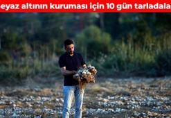 Türkiye’nin beyaz altınını 24 saat koruyorlar! Bilinen en güçlü doğal antibiyotik: Bağırsakları harıl harıl çalıştırıyor, iltihabın kökünü kazıyor