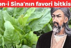 İbn-i Sina'nın favori bitkisi: Her derde deva! Bağırsaktaki toksinleri atıyor, vücuttaki iltihabı söktürüyor! Doğanın C vitamini kralı