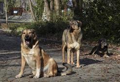 Sahipsiz hayvanlarla ilgili düzenleme komisyondan geçti